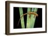 Taricha Granulosa (Rough-Skinned Newt)-Paul Starosta-Framed Photographic Print