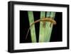 Taricha Granulosa (Rough-Skinned Newt)-Paul Starosta-Framed Photographic Print