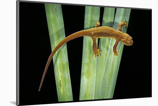 Taricha Granulosa (Rough-Skinned Newt)-Paul Starosta-Mounted Photographic Print