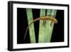 Taricha Granulosa (Rough-Skinned Newt)-Paul Starosta-Framed Photographic Print