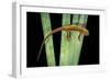 Taricha Granulosa (Rough-Skinned Newt)-Paul Starosta-Framed Photographic Print