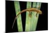 Taricha Granulosa (Rough-Skinned Newt)-Paul Starosta-Mounted Photographic Print