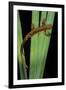 Taricha Granulosa (Rough-Skinned Newt)-Paul Starosta-Framed Photographic Print