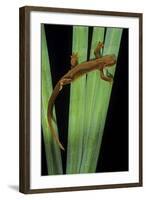 Taricha Granulosa (Rough-Skinned Newt)-Paul Starosta-Framed Photographic Print