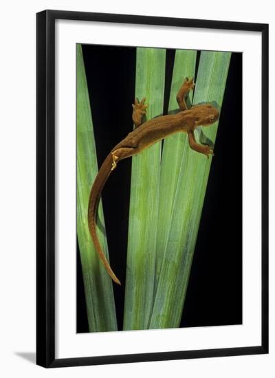 Taricha Granulosa (Rough-Skinned Newt)-Paul Starosta-Framed Photographic Print