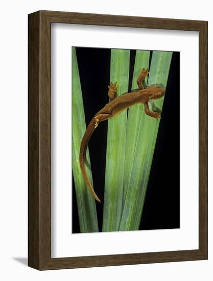 Taricha Granulosa (Rough-Skinned Newt)-Paul Starosta-Framed Photographic Print