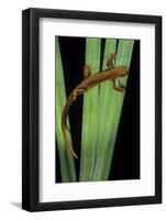 Taricha Granulosa (Rough-Skinned Newt)-Paul Starosta-Framed Photographic Print