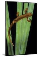 Taricha Granulosa (Rough-Skinned Newt)-Paul Starosta-Mounted Photographic Print