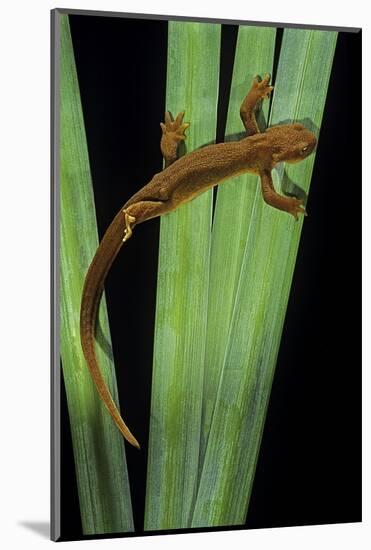 Taricha Granulosa (Rough-Skinned Newt)-Paul Starosta-Mounted Photographic Print