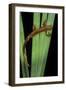 Taricha Granulosa (Rough-Skinned Newt)-Paul Starosta-Framed Photographic Print