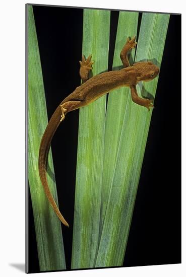 Taricha Granulosa (Rough-Skinned Newt)-Paul Starosta-Mounted Photographic Print