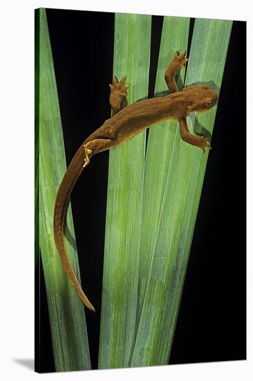 Taricha Granulosa (Rough-Skinned Newt)-Paul Starosta-Stretched Canvas