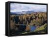 Tarn Hows, Lake District National Park, Cumbria, England, United Kingdom-Roy Rainford-Framed Stretched Canvas