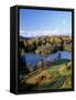 Tarn Hows, Lake District National Park, Cumbria, England, United Kingdom-Roy Rainford-Framed Stretched Canvas