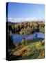 Tarn Hows, Lake District National Park, Cumbria, England, United Kingdom-Roy Rainford-Stretched Canvas