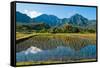 Taro field, Hanalei, Kauai, Hawaii-Mark A Johnson-Framed Stretched Canvas