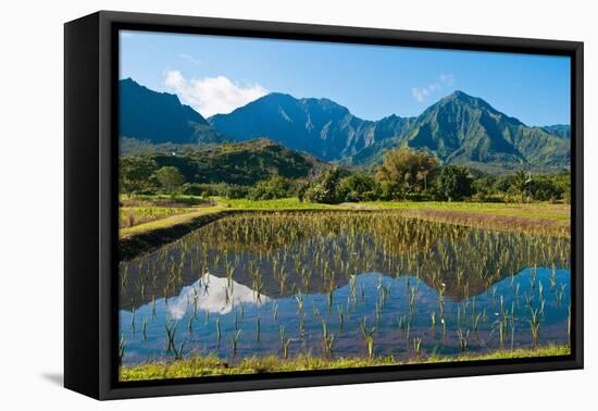 Taro field, Hanalei, Kauai, Hawaii-Mark A Johnson-Framed Stretched Canvas