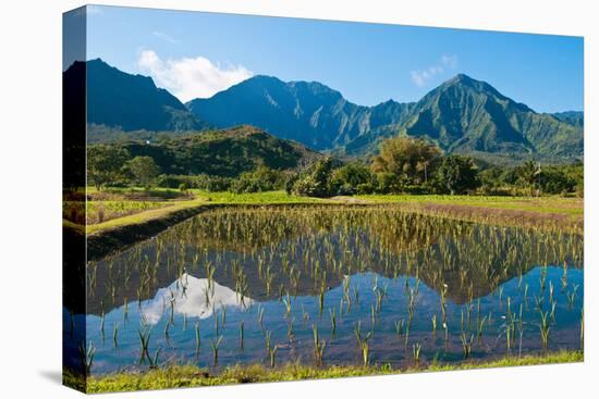 Taro field, Hanalei, Kauai, Hawaii-Mark A Johnson-Stretched Canvas