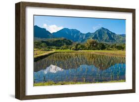 Taro field, Hanalei, Kauai, Hawaii-Mark A Johnson-Framed Photographic Print