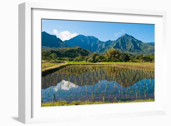 Taro field, Hanalei, Kauai, Hawaii-Mark A Johnson-Framed Photographic Print