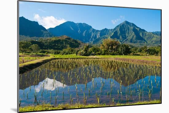 Taro field, Hanalei, Kauai, Hawaii-Mark A Johnson-Mounted Photographic Print