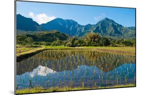 Taro field, Hanalei, Kauai, Hawaii-Mark A Johnson-Mounted Photographic Print