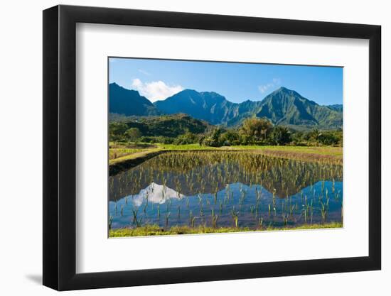 Taro field, Hanalei, Kauai, Hawaii-Mark A Johnson-Framed Photographic Print