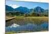 Taro field, Hanalei, Kauai, Hawaii-Mark A Johnson-Mounted Photographic Print