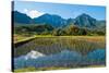 Taro field, Hanalei, Kauai, Hawaii-Mark A Johnson-Stretched Canvas