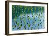 Taro field, Hanalei, Kauai, Hawaii-Mark A Johnson-Framed Photographic Print