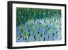 Taro field, Hanalei, Kauai, Hawaii-Mark A Johnson-Framed Photographic Print