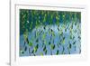 Taro field, Hanalei, Kauai, Hawaii-Mark A Johnson-Framed Photographic Print