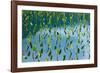 Taro field, Hanalei, Kauai, Hawaii-Mark A Johnson-Framed Photographic Print