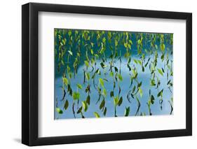 Taro field, Hanalei, Kauai, Hawaii-Mark A Johnson-Framed Photographic Print