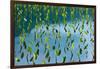 Taro field, Hanalei, Kauai, Hawaii-Mark A Johnson-Framed Photographic Print