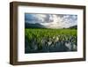 Taro fields, Hanalei Valley, Kauai, Hawaii, USA-Mark A Johnson-Framed Photographic Print