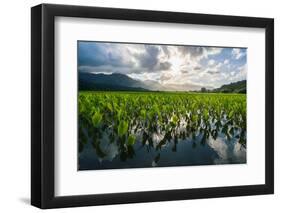 Taro fields, Hanalei Valley, Kauai, Hawaii, USA-Mark A Johnson-Framed Photographic Print