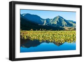 Taro fields, Hanalei Valley, Kauai, Hawaii, USA-Mark A Johnson-Framed Photographic Print