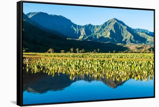 Taro fields, Hanalei Valley, Kauai, Hawaii, USA-Mark A Johnson-Framed Stretched Canvas