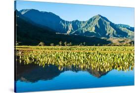 Taro fields, Hanalei Valley, Kauai, Hawaii, USA-Mark A Johnson-Stretched Canvas