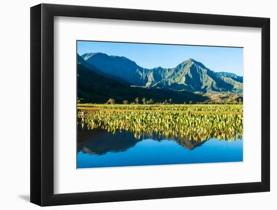 Taro fields, Hanalei Valley, Kauai, Hawaii, USA-Mark A Johnson-Framed Photographic Print