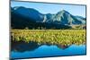 Taro fields, Hanalei Valley, Kauai, Hawaii, USA-Mark A Johnson-Mounted Photographic Print