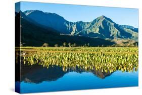 Taro fields, Hanalei Valley, Kauai, Hawaii, USA-Mark A Johnson-Stretched Canvas