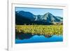 Taro fields, Hanalei Valley, Kauai, Hawaii, USA-Mark A Johnson-Framed Photographic Print