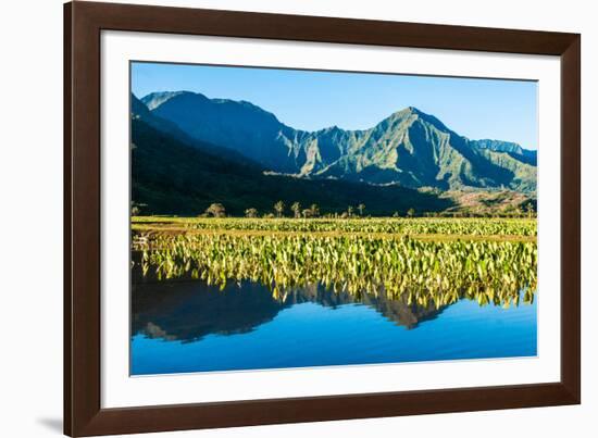 Taro fields, Hanalei Valley, Kauai, Hawaii, USA-Mark A Johnson-Framed Photographic Print