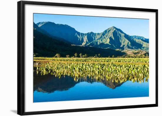 Taro fields, Hanalei Valley, Kauai, Hawaii, USA-Mark A Johnson-Framed Photographic Print