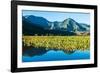 Taro fields, Hanalei Valley, Kauai, Hawaii, USA-Mark A Johnson-Framed Photographic Print