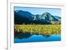 Taro fields, Hanalei Valley, Kauai, Hawaii, USA-Mark A Johnson-Framed Photographic Print