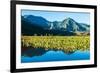 Taro fields, Hanalei Valley, Kauai, Hawaii, USA-Mark A Johnson-Framed Photographic Print