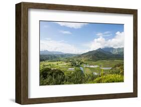 Taro Fields in Hanalei National Wildlife Refuge, Hanalei Valley, Kauai, Hawaii-Michael DeFreitas-Framed Photographic Print